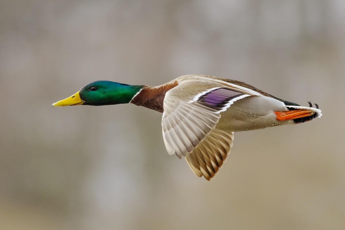 Feather duck cheap
